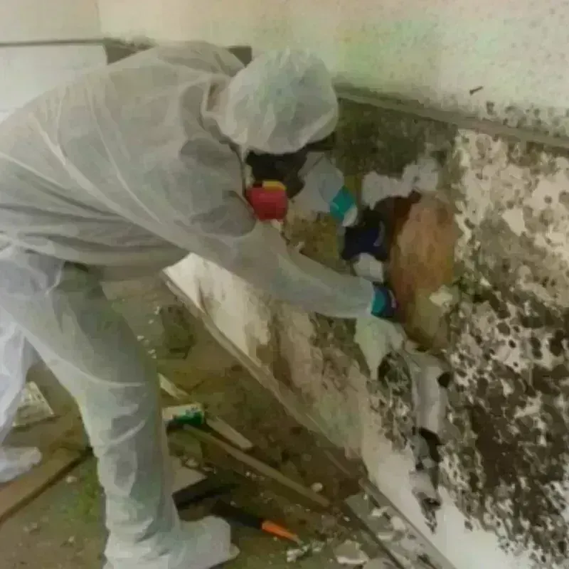 Mold Remediation and Removal in Alta Sierra, CA